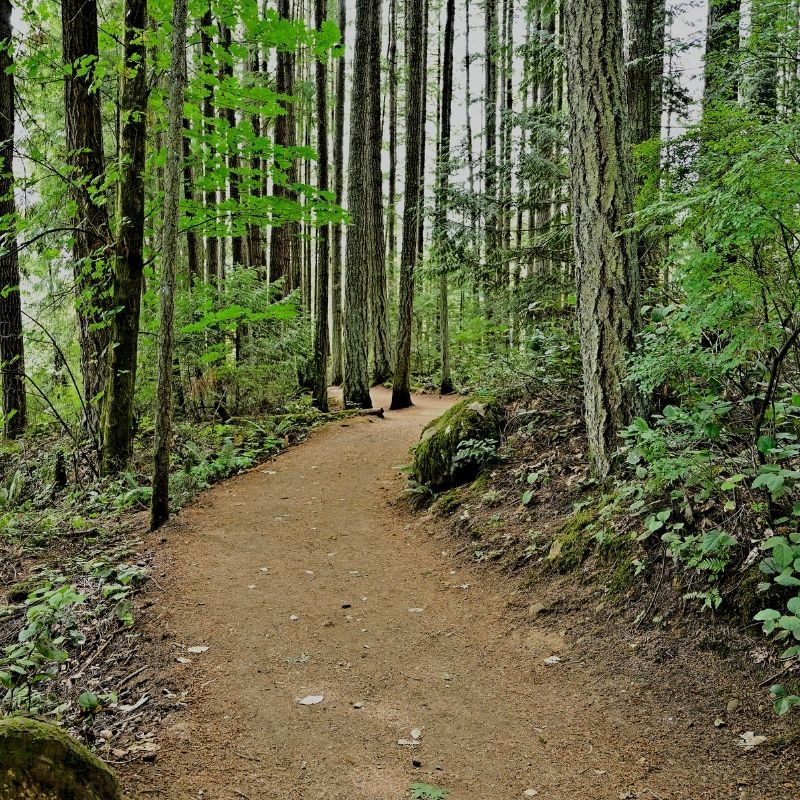 Hiking trail through woods